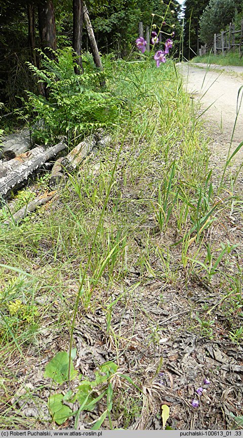 Verbascum phoeniceum (dziewanna fioletowa)