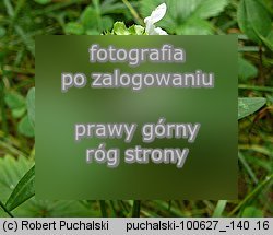 Prunella vulgaris (głowienka pospolita)