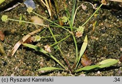 Baldellia ranunculoides (żabienica jaskrowata)