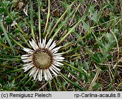 Carlina acaulis ssp. acaulis (dziewięćsił bezłodygowy typowy)