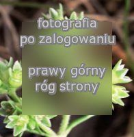 Scleranthus polycarpos (czerwiec wieloowockowy)