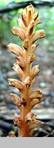 Orobanche lucorum (zaraza berberysowa)