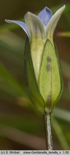 Gentianella tenella (goryczuszka lodnikowa)