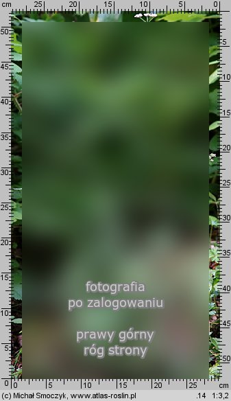 Torilis japonica (kłobuczka pospolita)