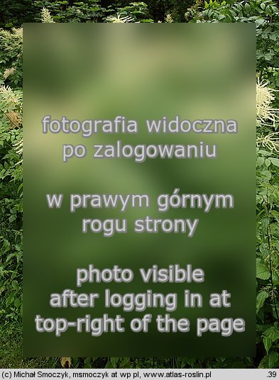 Aruncus sylvestris (parzydło leśne)