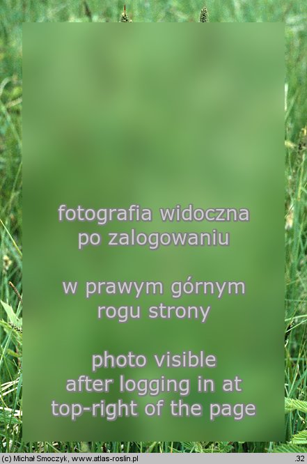 Carex hartmanii (turzyca Hartmana)