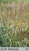 Calamagrostis canescens (trzcinnik lancetowaty)