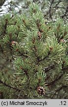 Pinus ×rhaetica (sosna drzewokosa)