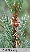 Pinus ×rhaetica (sosna drzewokosa)