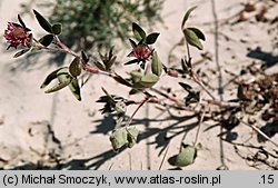 Trifolium pratense ssp. maritimum
