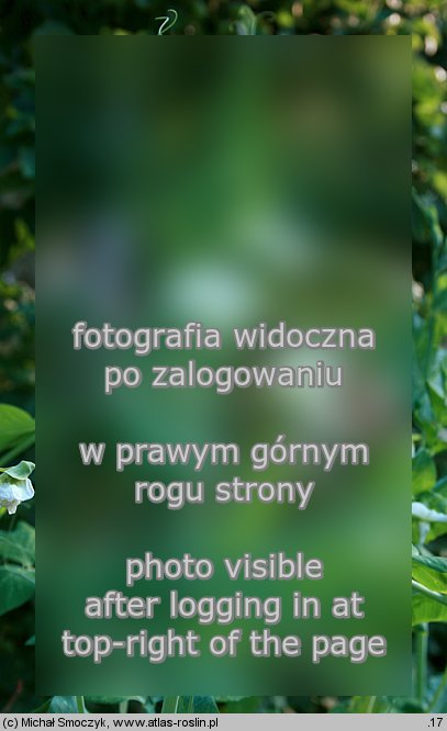 Pisum sativum ssp. sativum (groch zwyczajny typowy)