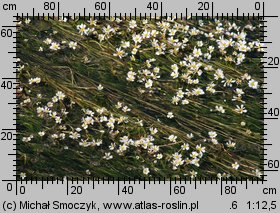 Ranunculus fluitans (jaskier rzeczny)