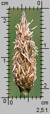 Eleocharis palustris (ponikło błotne)