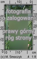 Typha latifolia (pałka szerokolistna)