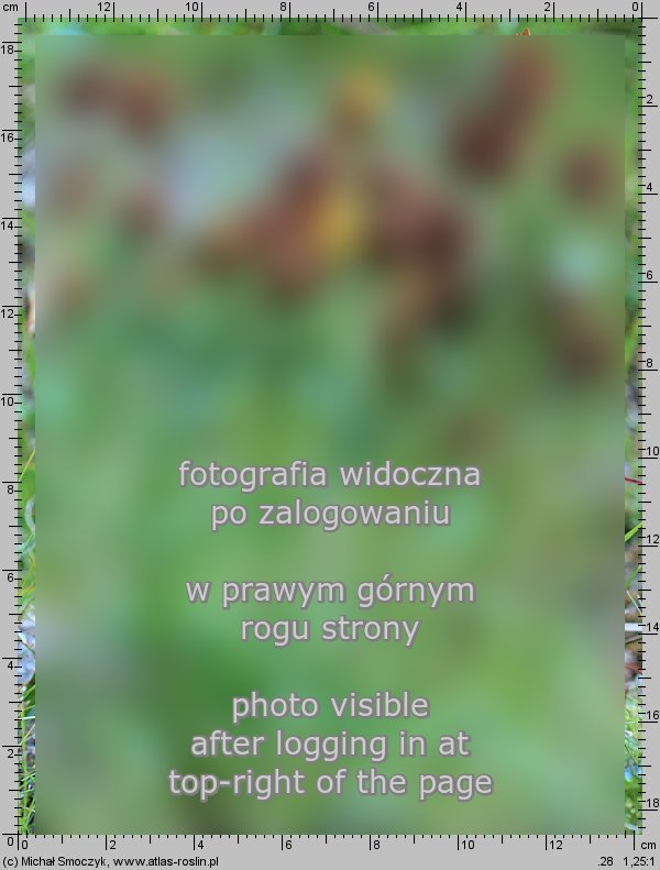 Trifolium badium (koniczyna brunatna)
