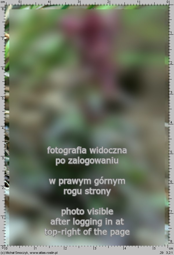 Pedicularis verticillata (gnidosz okółkowy)