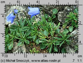 Campanula cochleariifolia (dzwonek drobny)