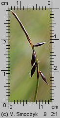 Carex pulicaris (turzyca pchla)