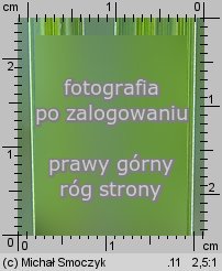 Carex acutiformis (turzyca bÅ‚otna)