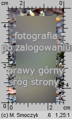 Cerastium glutinosum (rogownica murawowa)