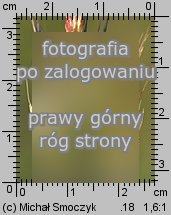 Bromus carinatus (stokÅ‚osa spÅ‚aszczona)