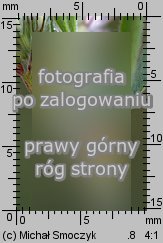 Trifolium arvense (koniczyna polna)