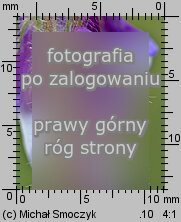 Vicia villosa (wyka kosmata)
