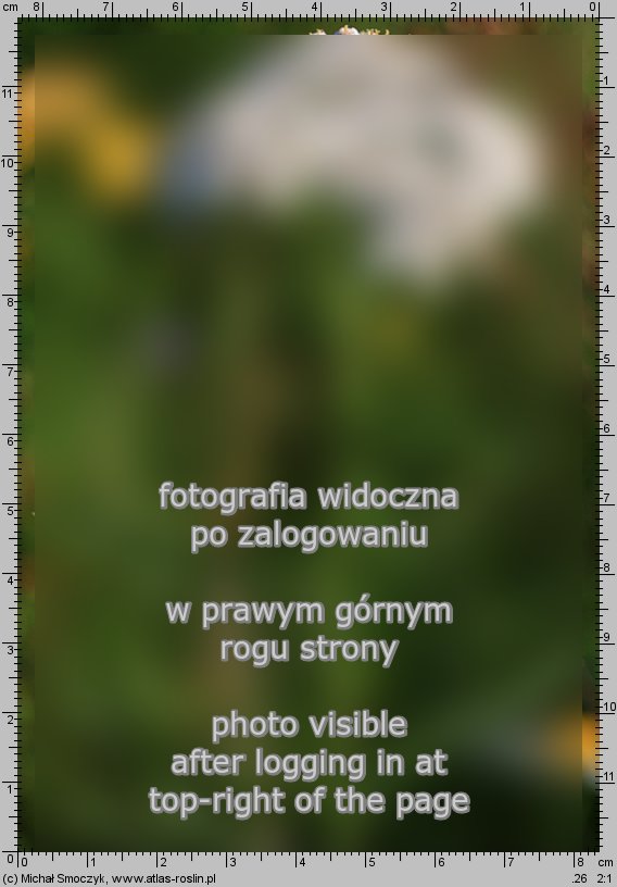 Achillea millefolium (krwawnik pospolity (s.str.))