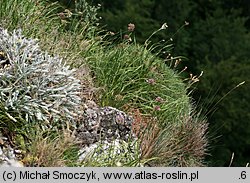 Allium senescens ssp. montanum (czosnek skalny)