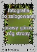 Inula ensifolia (oman wąskolistny)