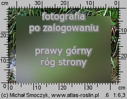 Carex flava (turzyca żółta)