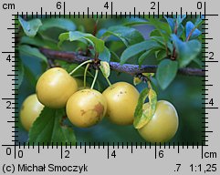 Prunus cerasifera (śliwa wiśniowa)
