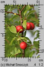 Prunus cerasifera (Å›liwa wiÅ›niowa)