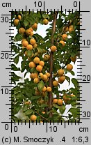 Prunus cerasifera (śliwa wiśniowa)