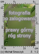 Kerria japonica (złotlin japoński)