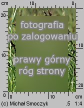 Carex hartmanii (turzyca Hartmana)