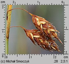 Carex limosa (turzyca bagienna)