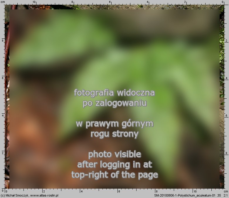 Polystichum aculeatum (paprotnik kolczysty)