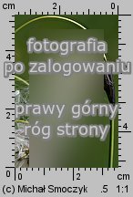Eriophorum latifolium (wełnianka szerokolistna)