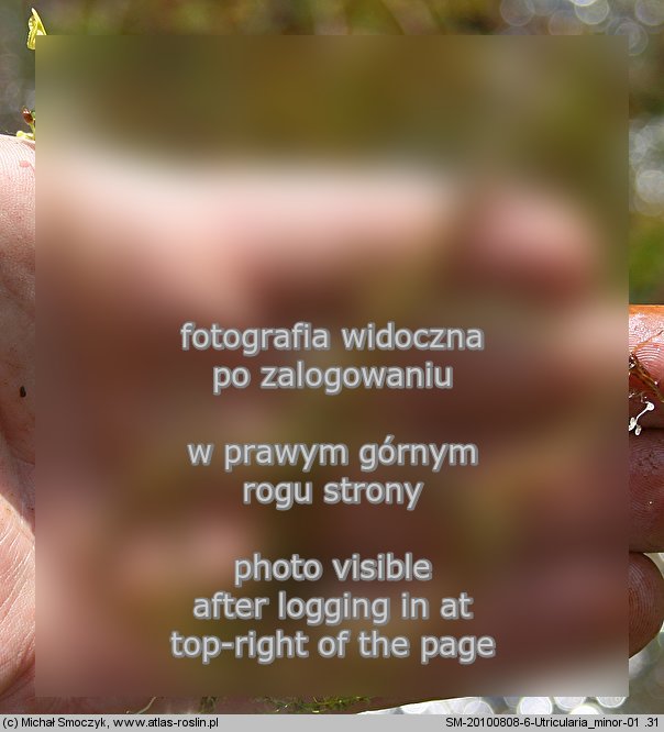 Utricularia minor (pÅ‚ywacz drobny)