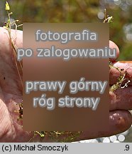 Utricularia minor (pływacz drobny)