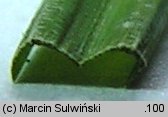 Carex cespitosa (turzyca darniowa)