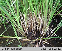 Carex acutiformis (turzyca błotna)