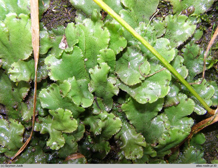 Marchantia polymorpha ssp. polymorpha (porostnica wodna)