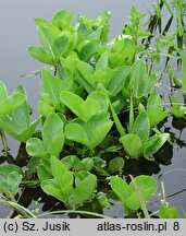 Menyanthes trifoliata (bobrek trójlistkowy)