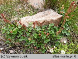 Oxyria digyna (szczawiór alpejski)