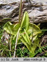 Pinguicula vulgaris ssp. vulgaris (tłustosz pospolity typowy)