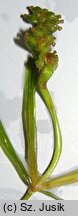 Potamogeton friesii (rdestnica szczeciolistna)