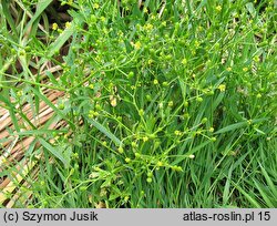 Ranunculus sceleratus (jaskier jadowity)