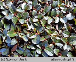 Salix polaris (wierzba polarna)